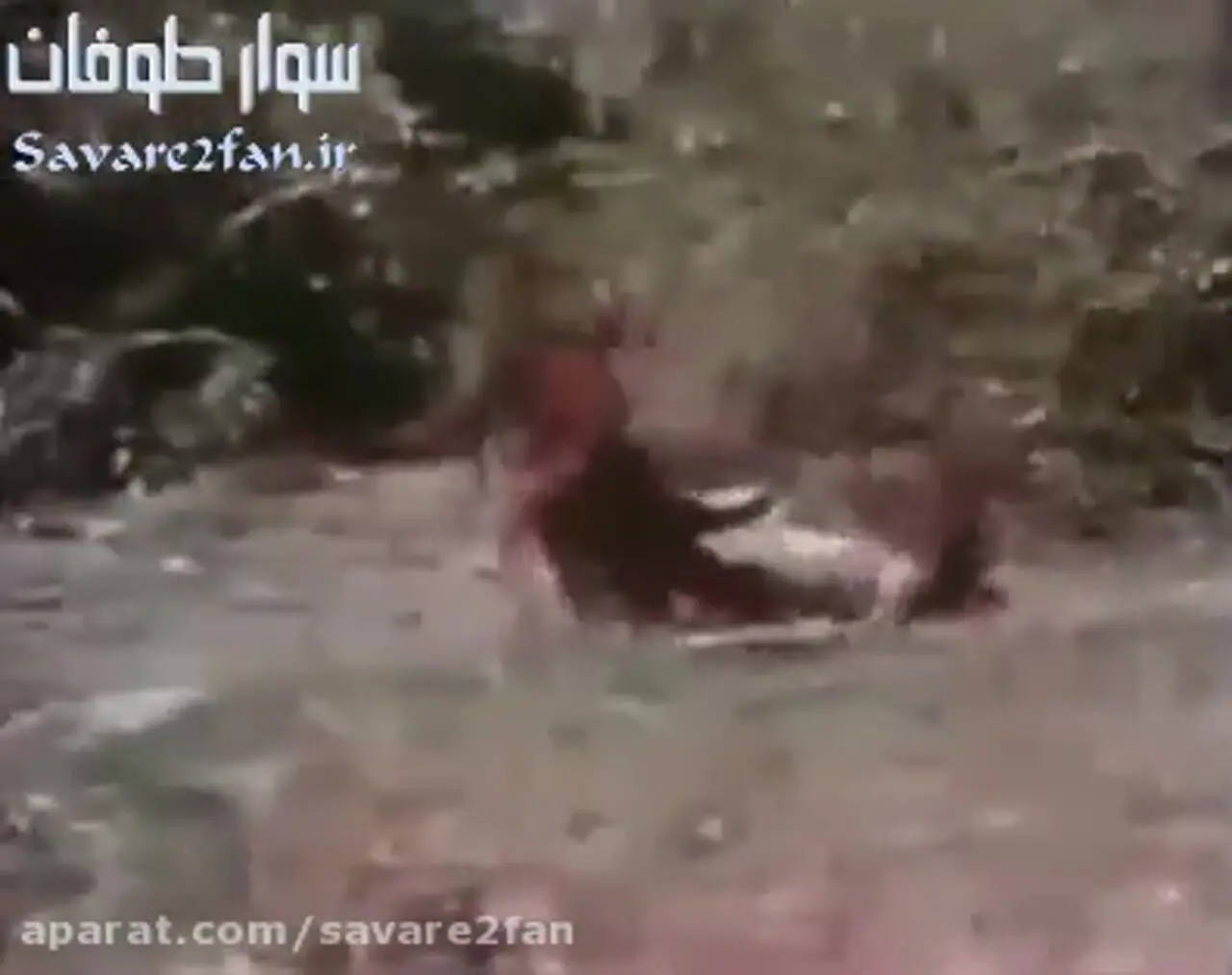 فیلم جنگ خونین پلنگ و کایوت در حیات‌وحش