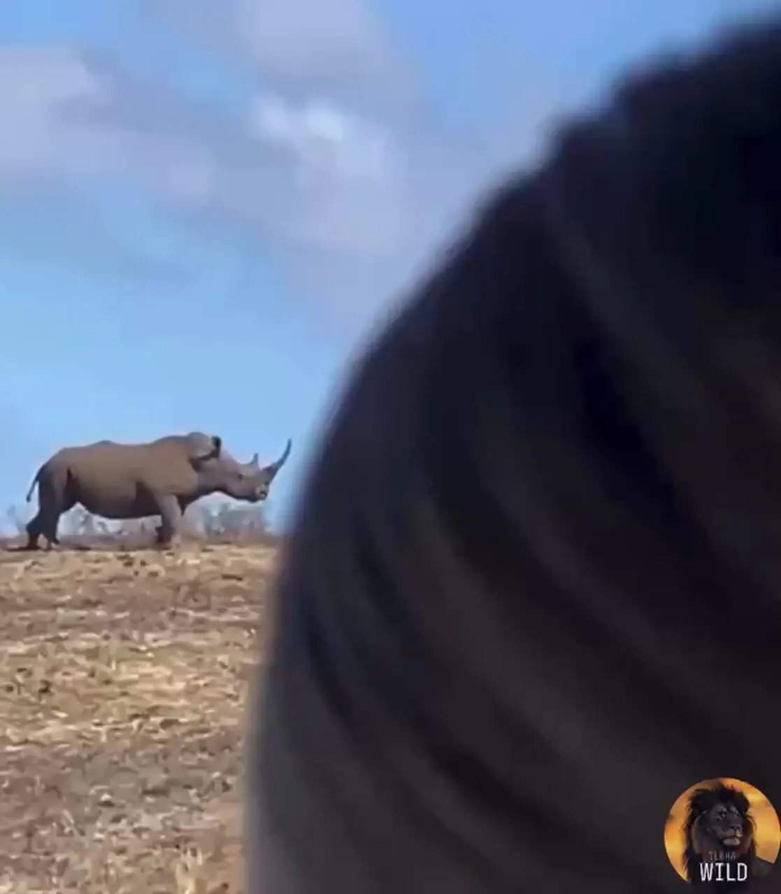 فیلم درگیری شدید فیل و کرگدن در دشت‌های آفریقا