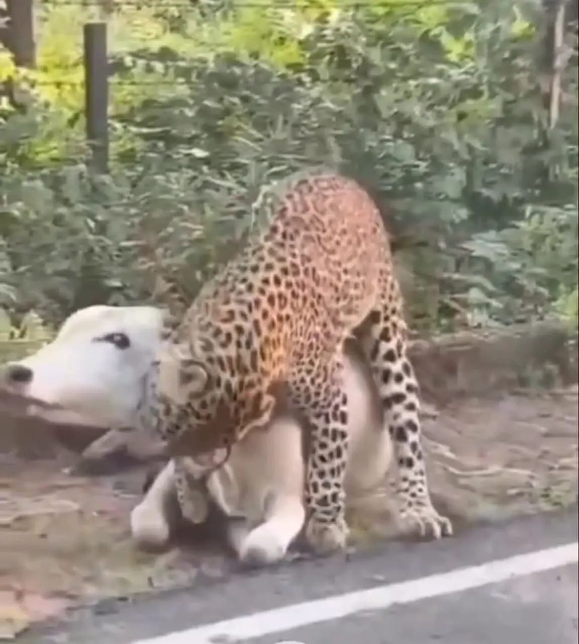 فیلم حمله پلنگ به گاو در نزدیکی خانه های روستایی