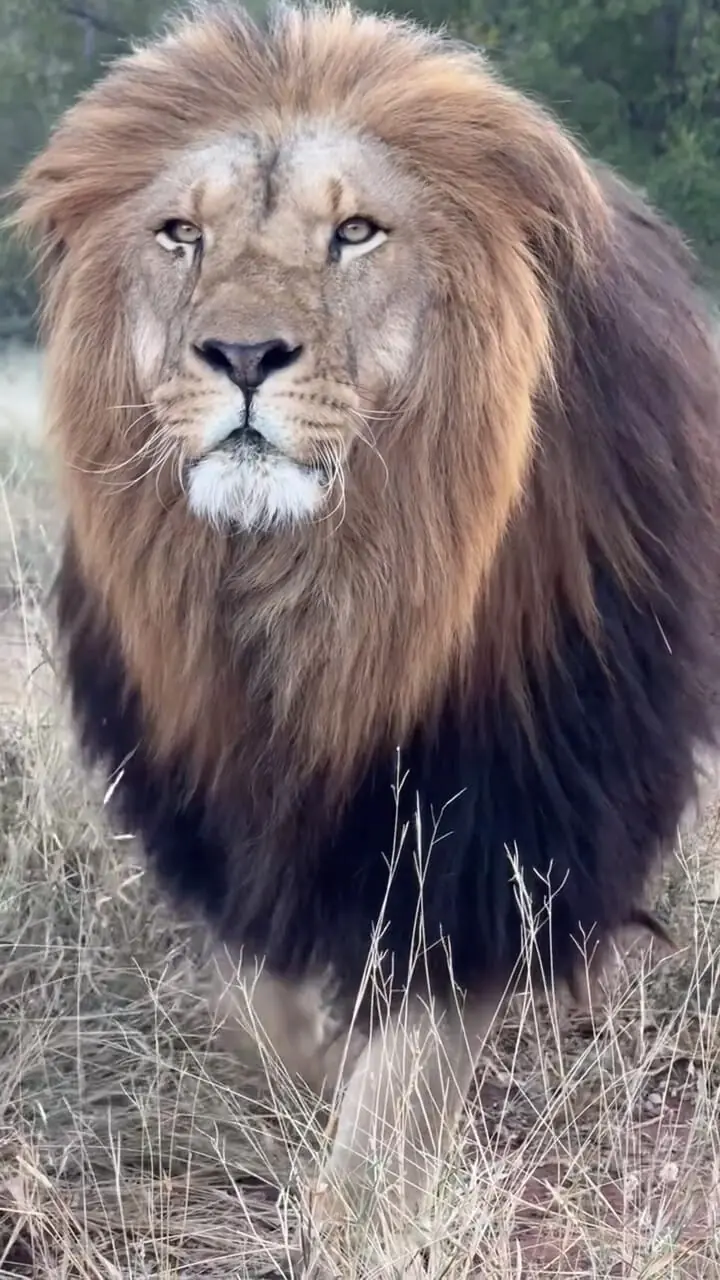 فیلم ثبت بی‌نظیر حرکت آرام شیر با دوربین حرفه‌ای