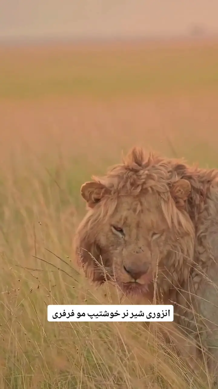 فیلم / یال فرفری شیر انزوری ستاره جدید دنیای حیات‌وحش