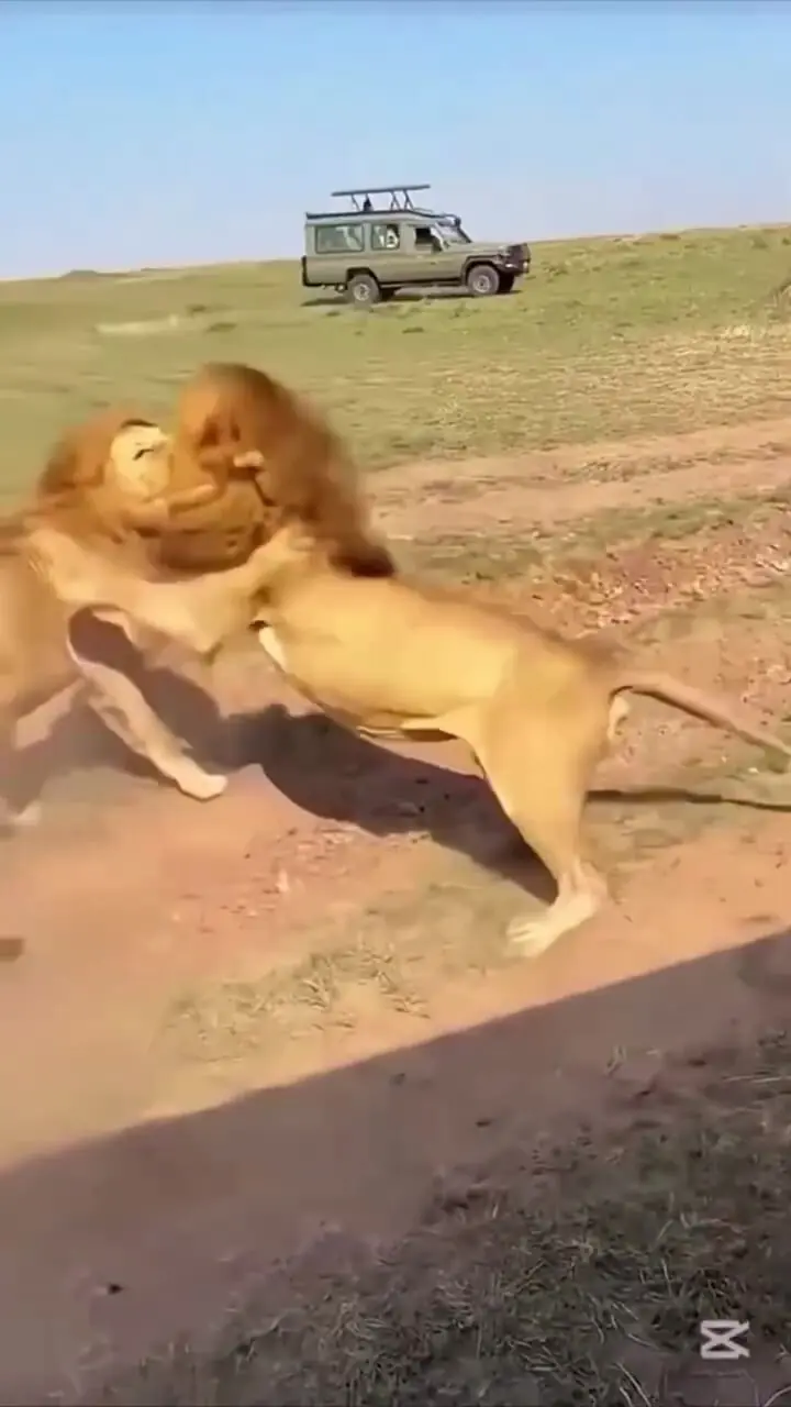 فیلم درگیری وحشتناک شیرها کنار ماشین گردشگران