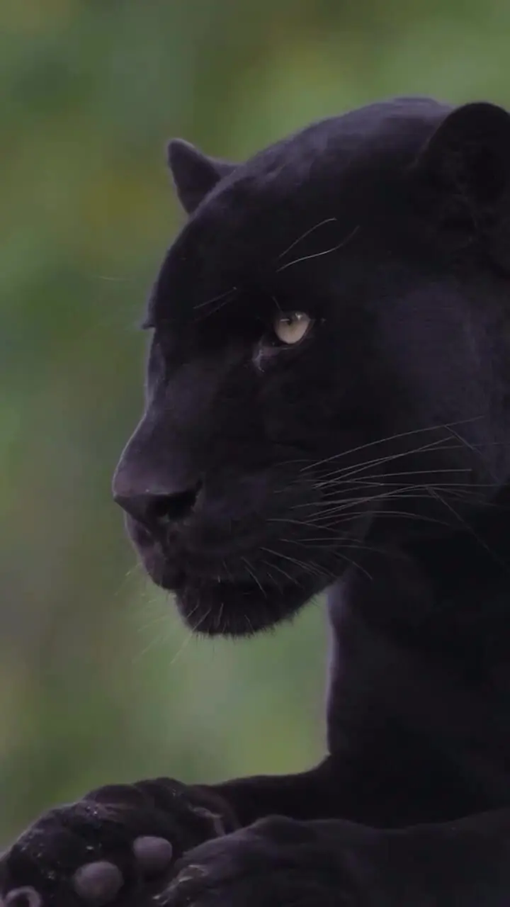 فیلم زیبایی و شکوه جگوار سیاه در طبیعت