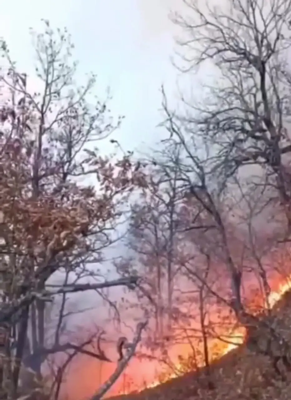  گنجینه ملی دارد در آتش می سوزد / نیروهای اطفا کجایید؟ هیرکانی در آتش، مسئولان در تأخیر! + فیلم