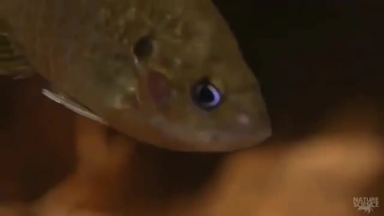 فیلم استتار دیدنی لاک پشت برای شکار ماهی