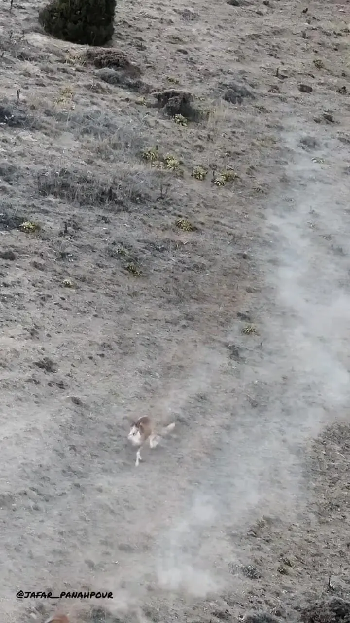 فیلم دویدن تماشایی قوچ‌های اوریال در پارک ملی گلستان