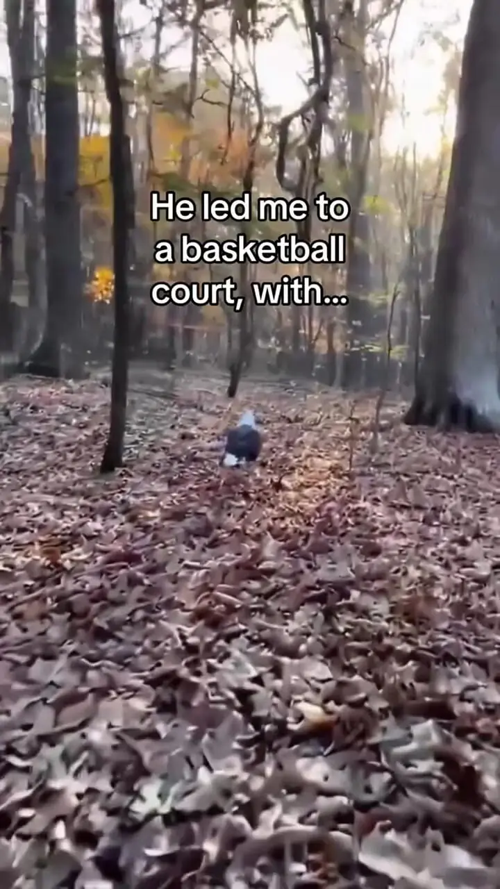 پناه بردن عقاب عاشق به انسان برای نجات جفتش / فیلم