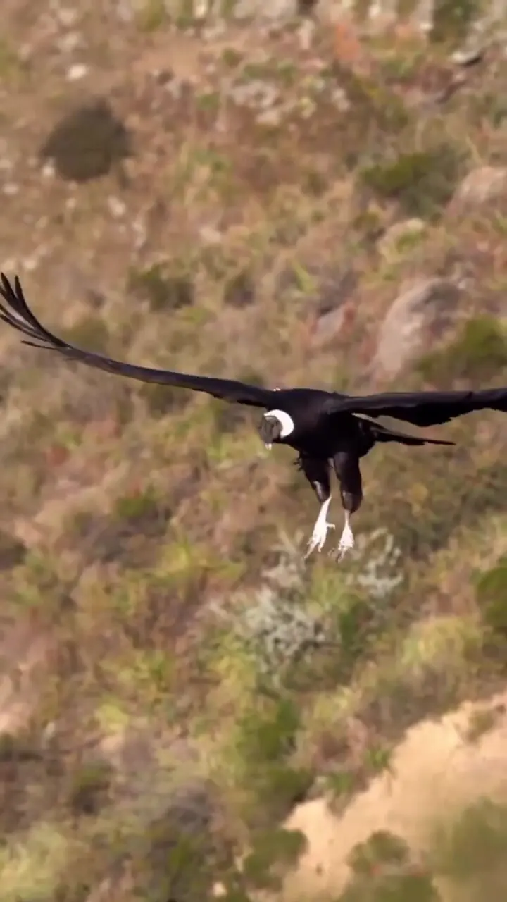 فیلم / نمای نزدیک از کرکس بزرگ