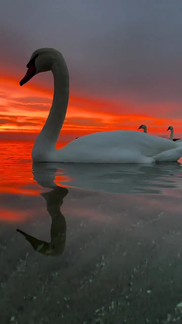 فیلم نمای خیرهکننده قوها زیر غروب سرخ خورشید
