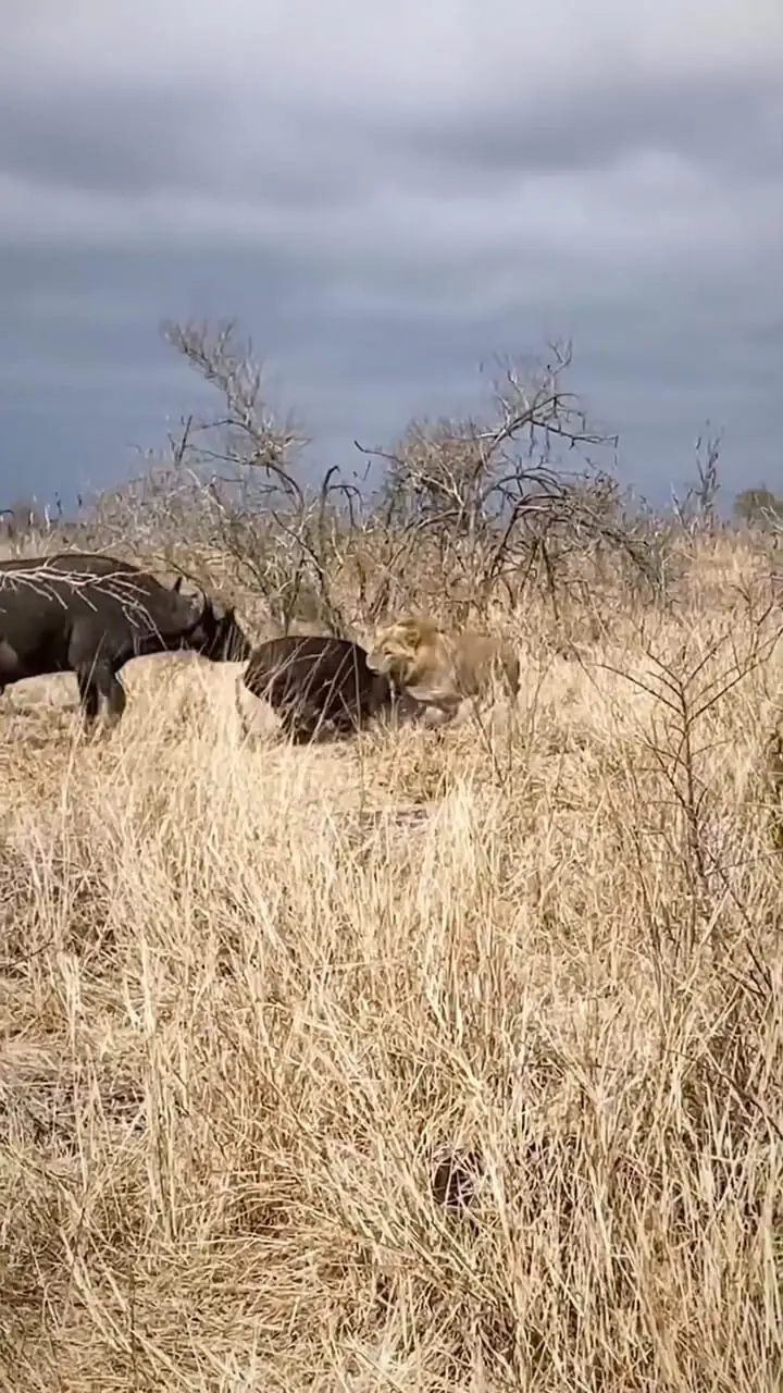 شکار و شکارچی تلاش برای بقا در طبیعت + فیلم