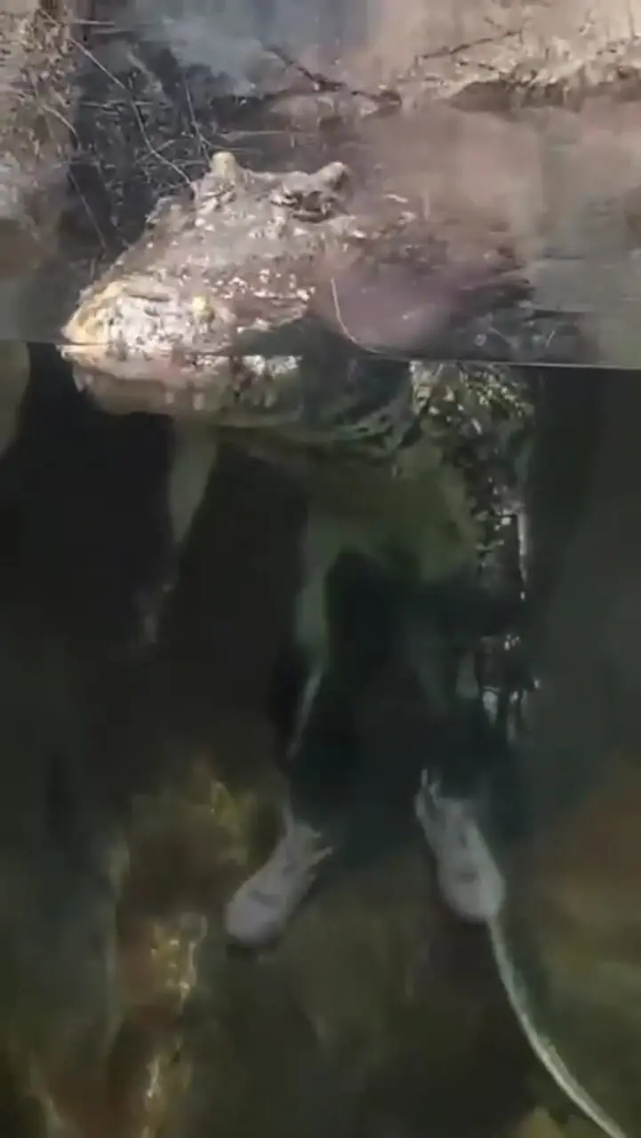 صحنه‌های خنده‌دار از تمساح ها + فیلم