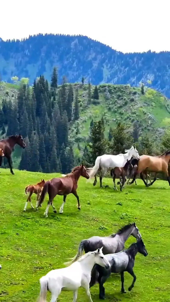 فیلم گله اسب‌ها در مراتع سرسبز