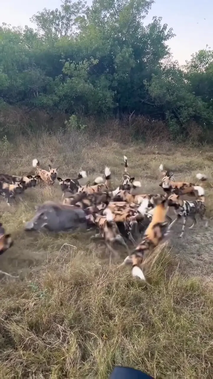 فیلم شکار گراز توسط دستهای از سگهای وحشی