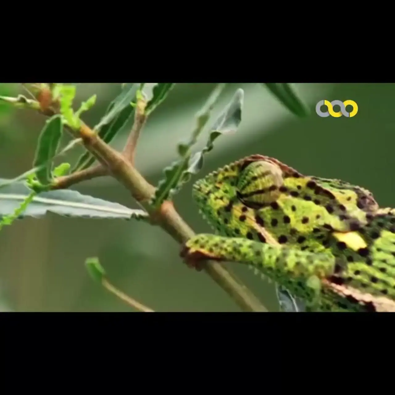 فیلم شکار سریع آفتاب‌پرست با زبان بلند