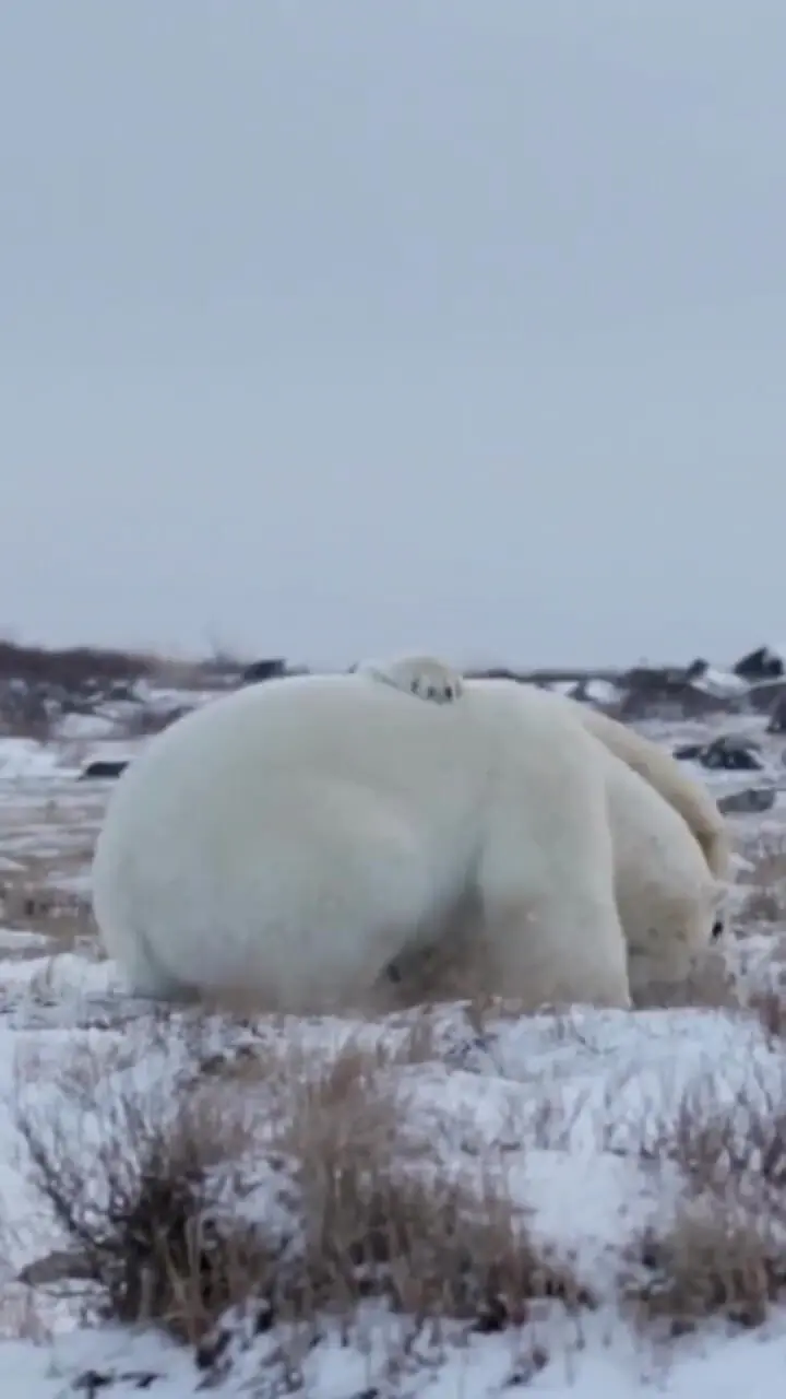 فیلم نبرد تن به تن دو خرس قطبی