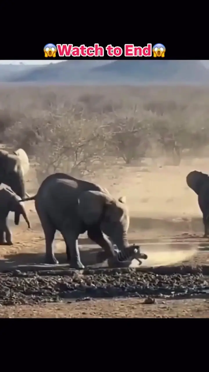 فیلم حمله وحشیانه فیل‌ها به گورخر