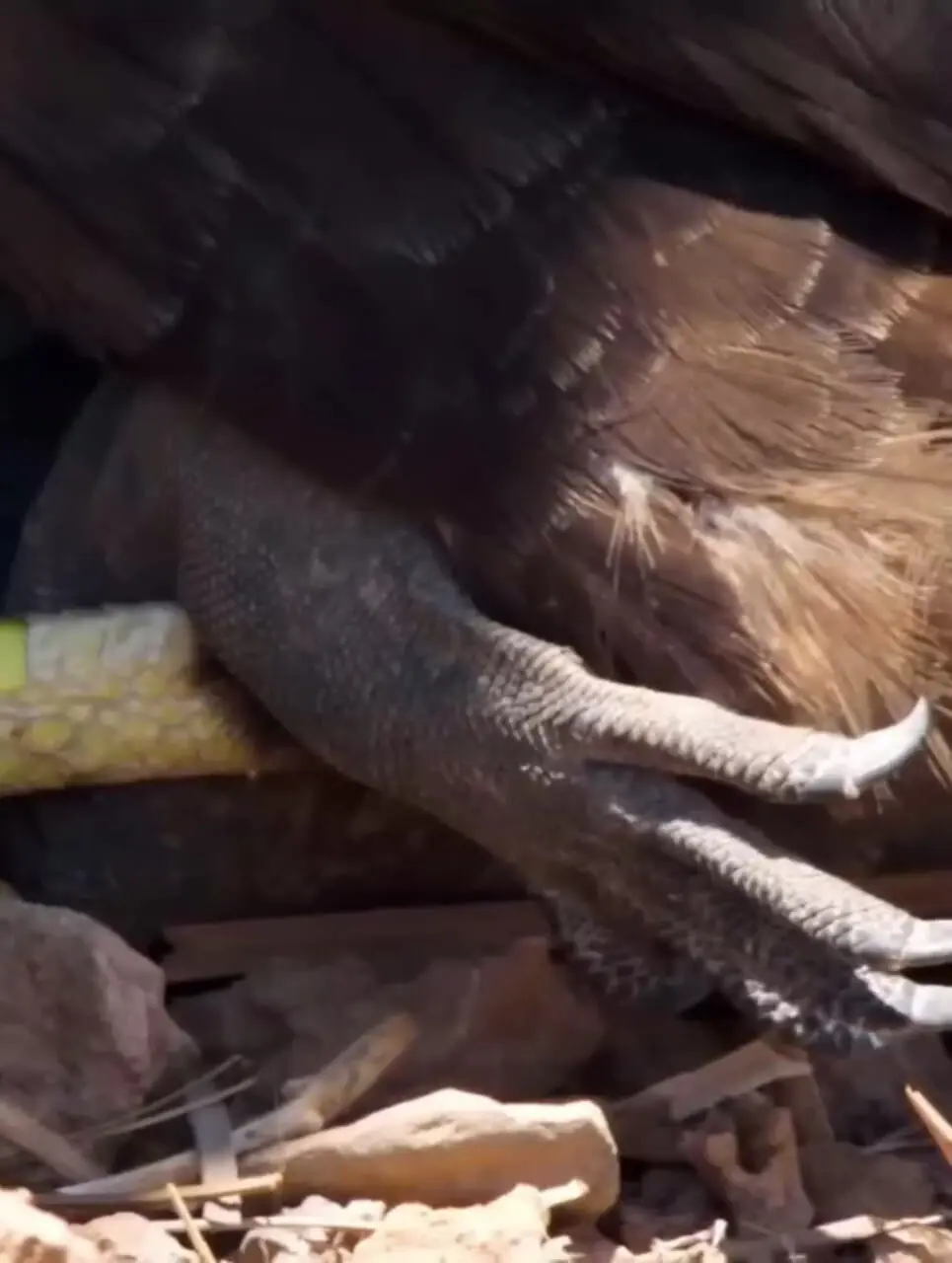 فیلم دزدیده شدن طعمه مارها توسط عقاب