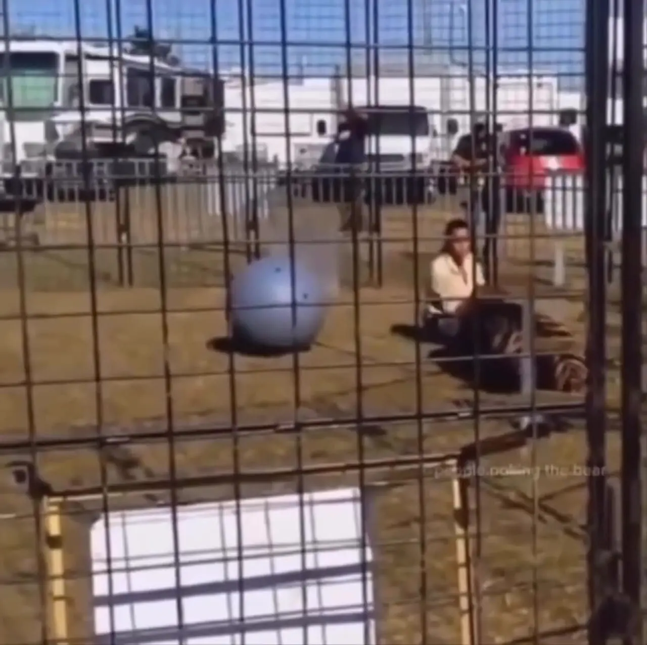 فیلم حمله ببر به مربی زن