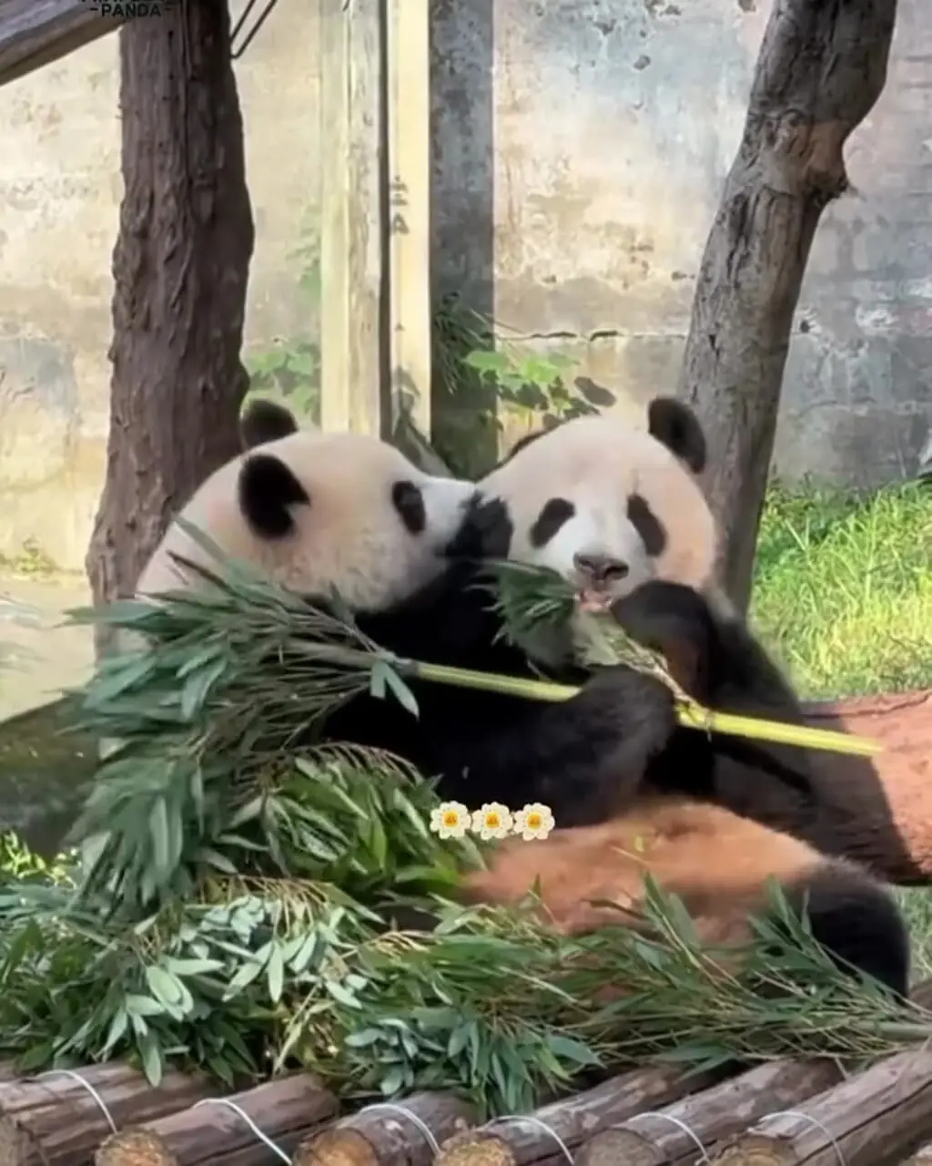 فیلم درگیری بامزه دو پاندا سر بامبو