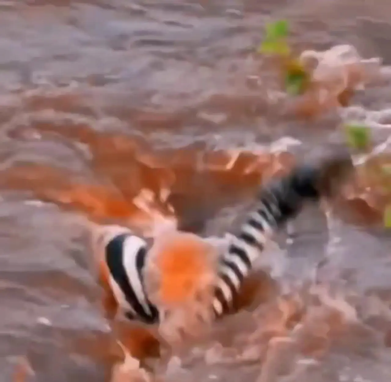 فیلم حمله تمساح به گورخر در آب‌های رودخانه