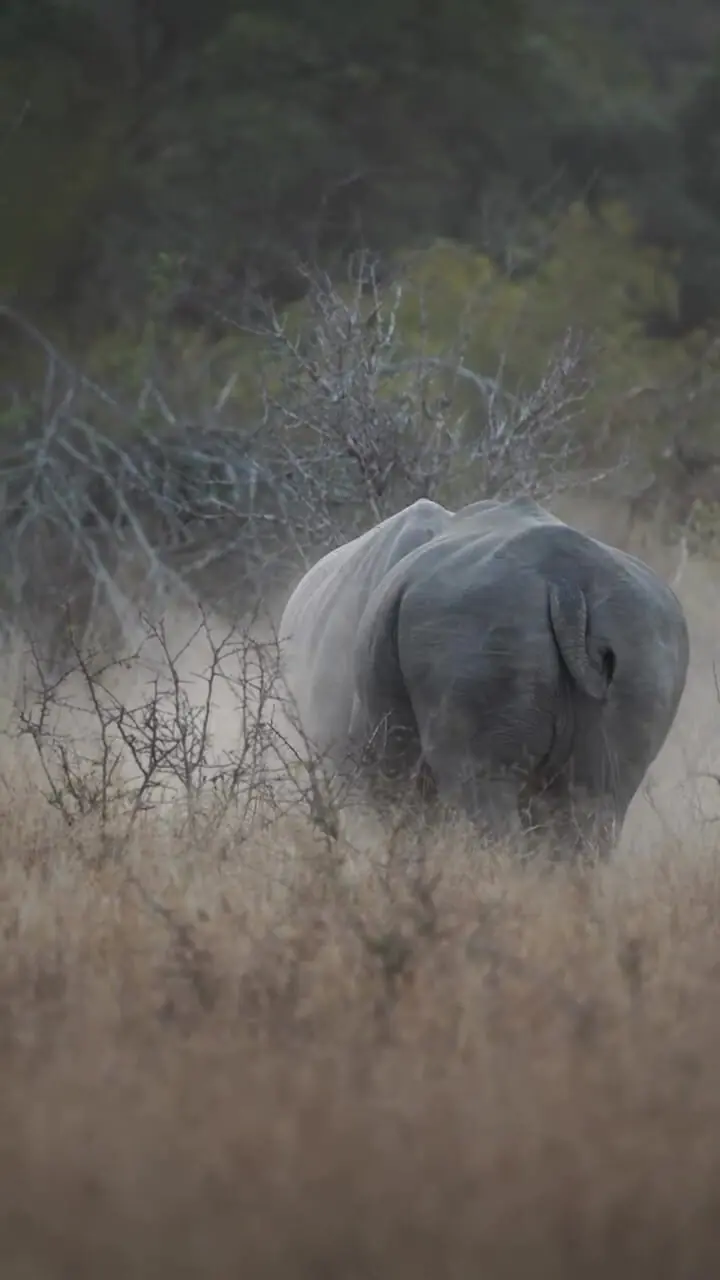 فیلم درگیری دو کرگدن در طبیعت