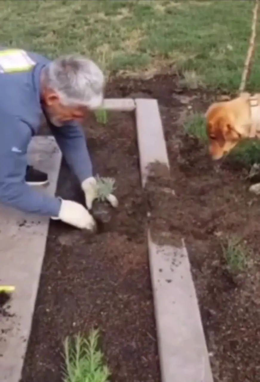فیلم / کمک سگ به پیرمرد باغبان