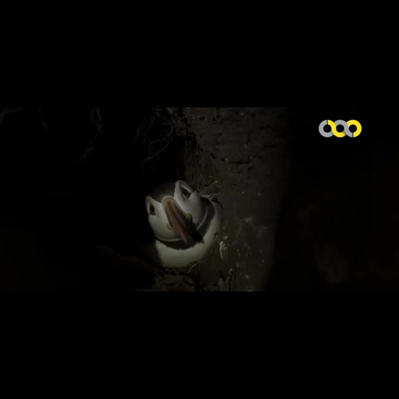 فیلم / مستند کوتاهاز  زیست طوطی دریایی