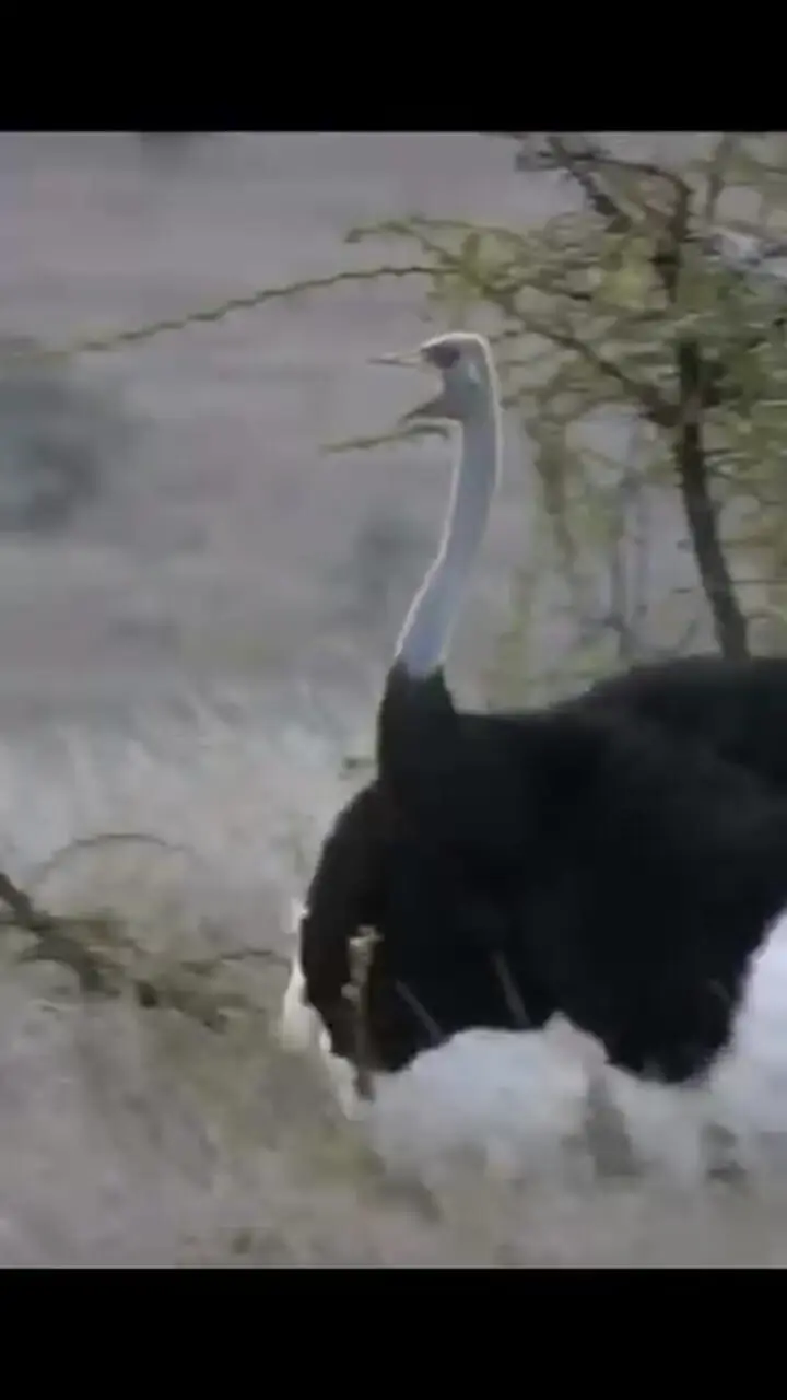 فیلم تعقیب و گریز مرگبار یوزپلنگ و شترمرغ