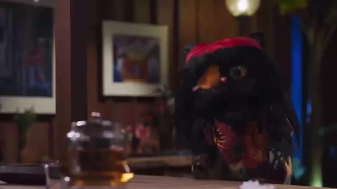 نگاه افتو گربه رامبد جوان به انسان ها / ما مثل شما بلاتکلیف نیستیم!