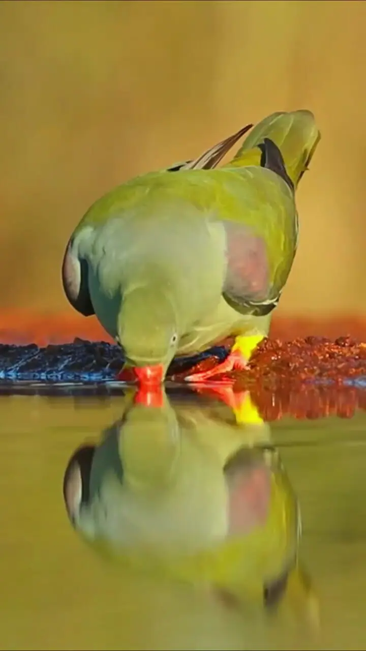 فیلم آب خوردن کبوتر زیبای جنگلی