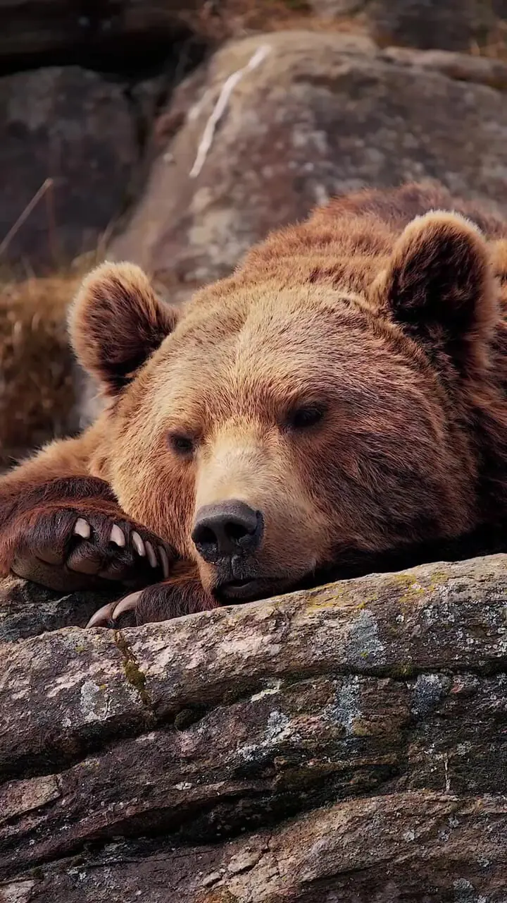فیلم استراحت زیبای خرس قهوه ای روی تخته سنگ