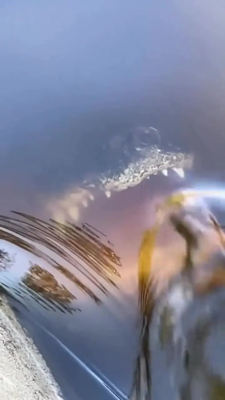 فیلم کمین دیدنی تمساح با دهان باز در رودخانه