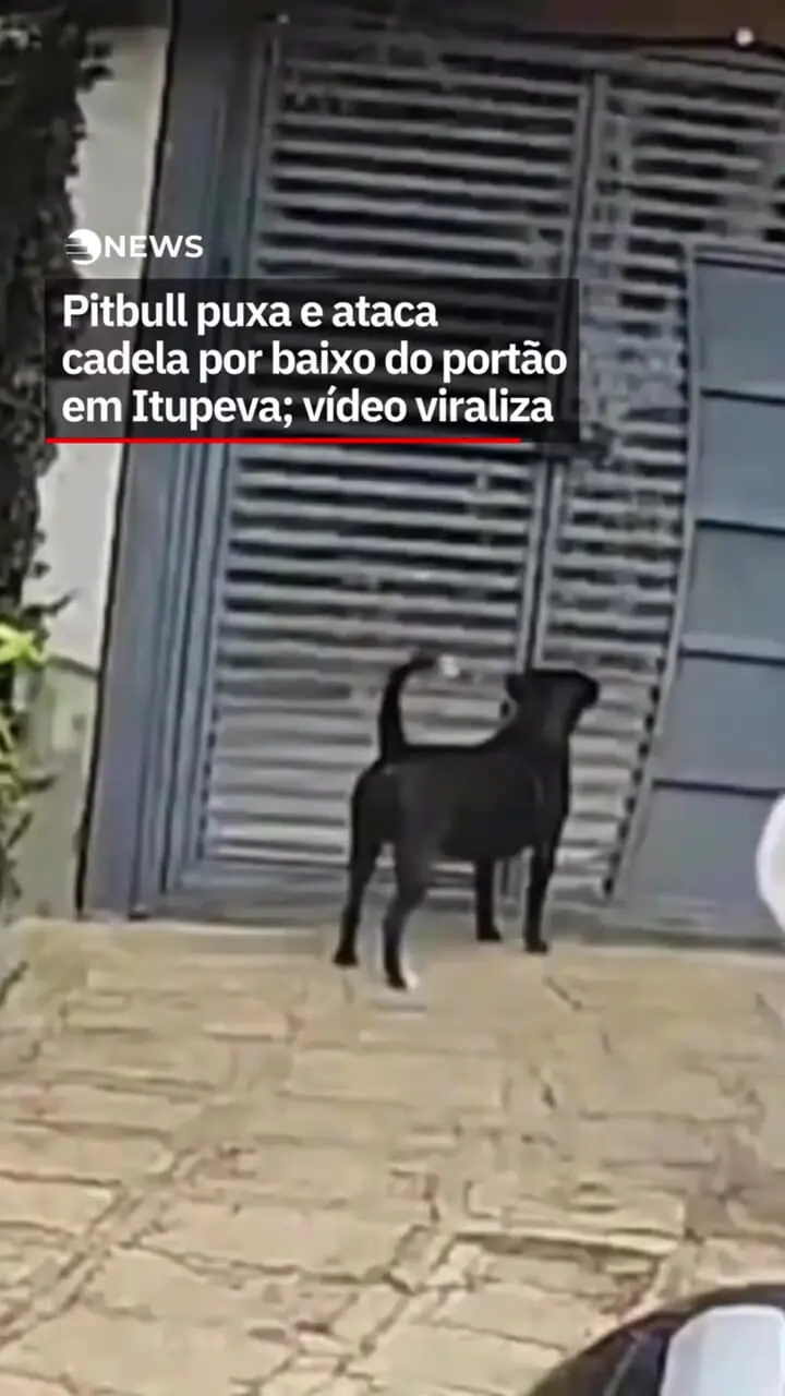 فیلم حمله وحشیانه پیتبول به سگ خانگی