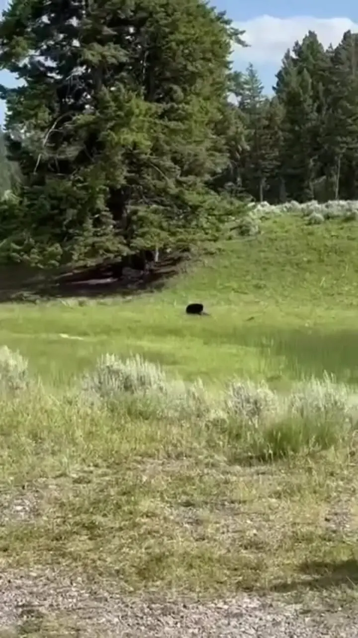 فیلم / تلاش ناکام بچه آهو برای فرار از خرس