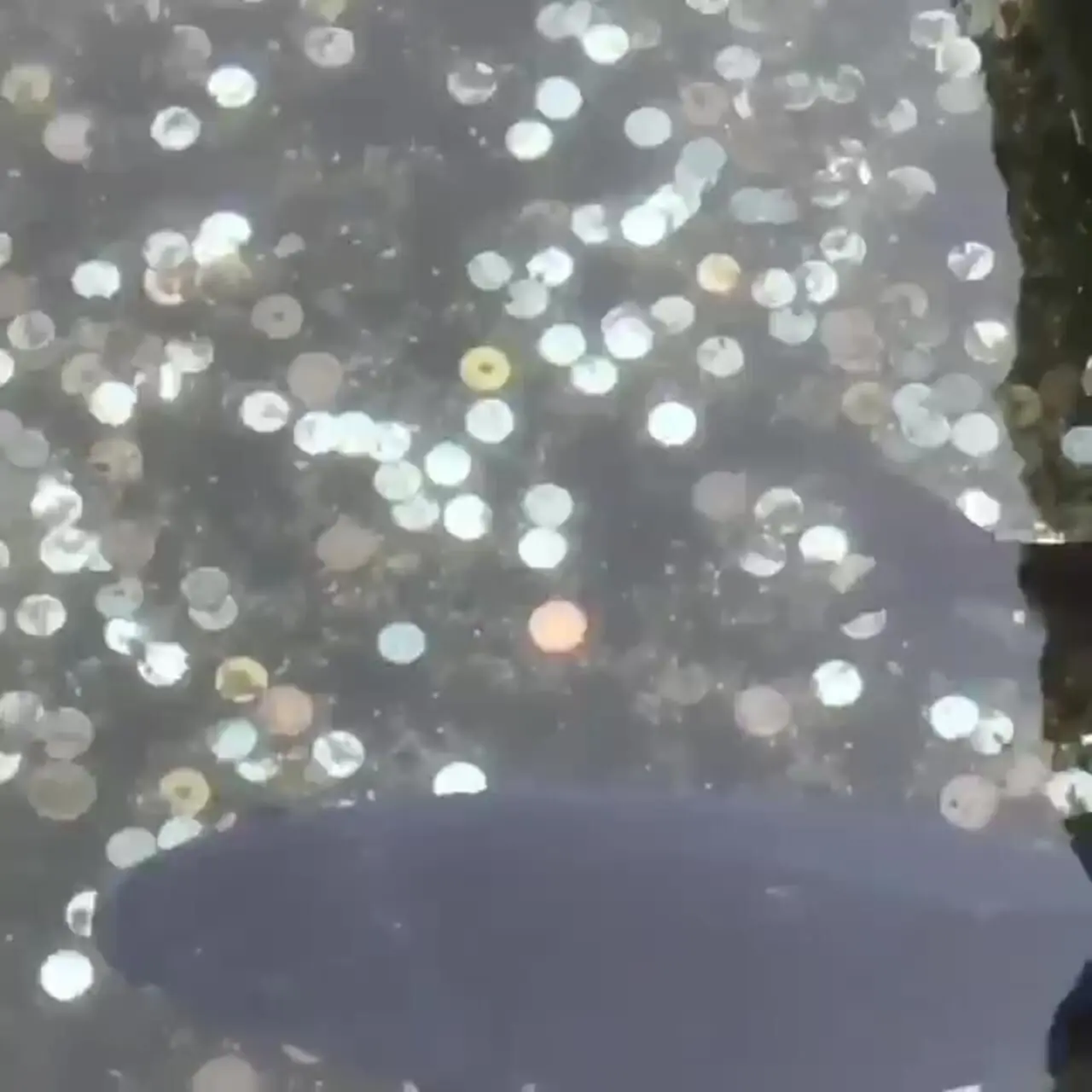 فیلم زیبایی خیره‌کننده ماهی کپور کوی ژاپنی