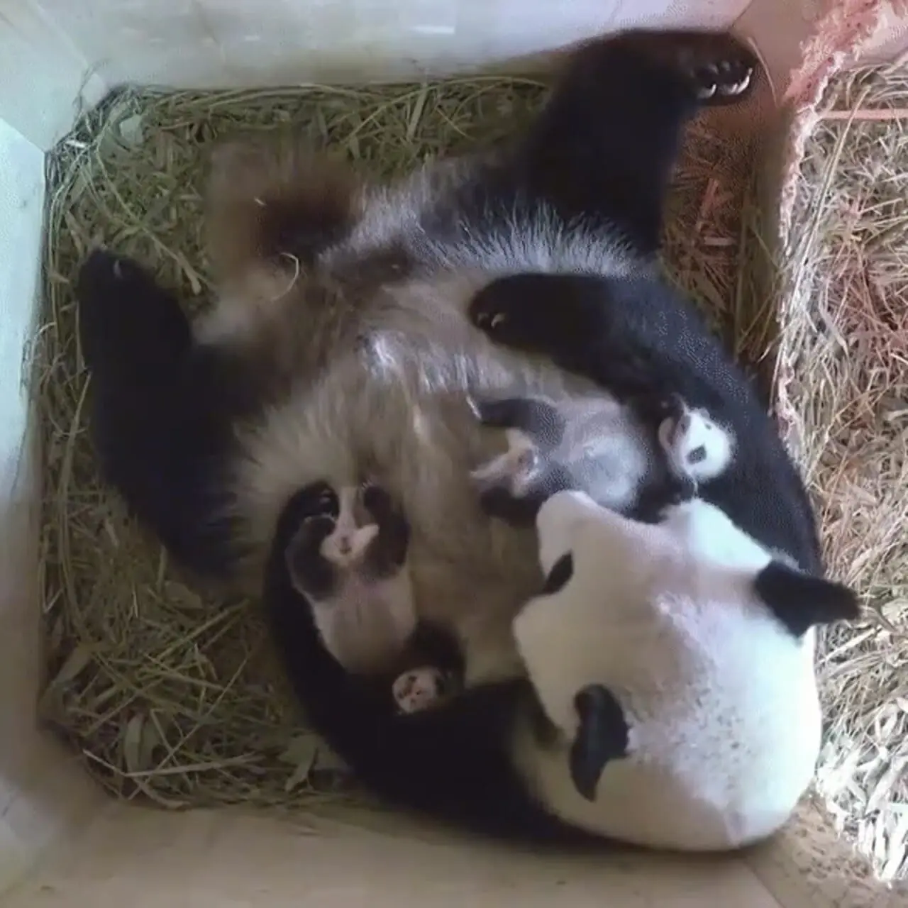 فیلم محبت مادرانه پاندا / در آغوش گرفتن توله‌اش