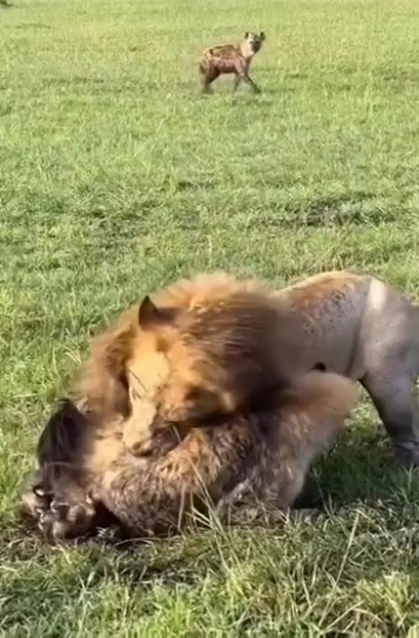 فیلم نبرد دیدنی شیر خشمگین با کفتار مهاجم