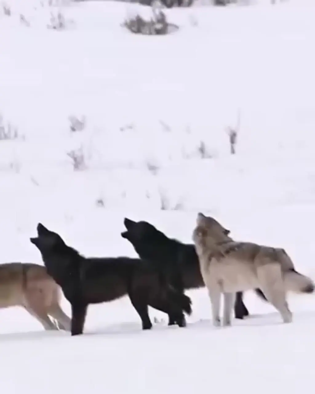 فیلم حمله گروهی گرگ‌ها به شغال