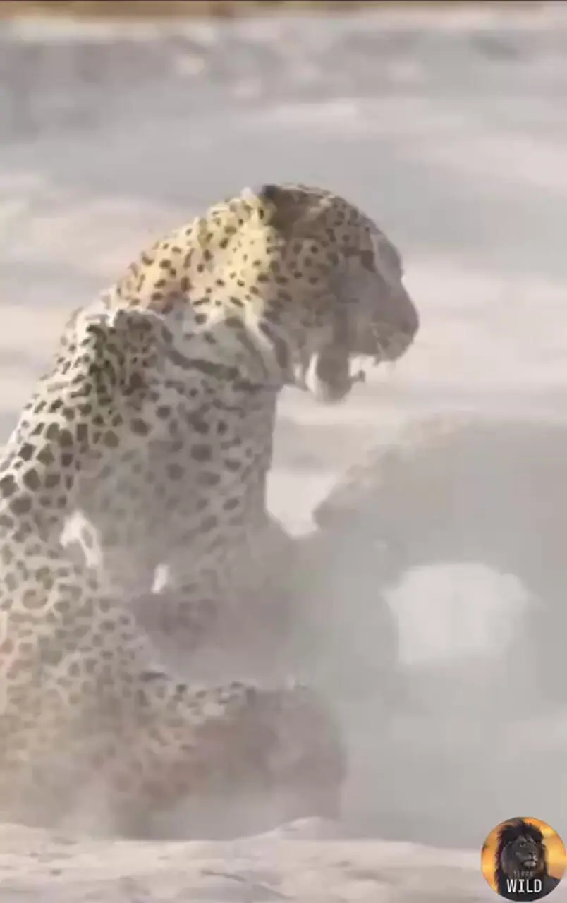 فیلم درگیری شدید پلنگ‌ها