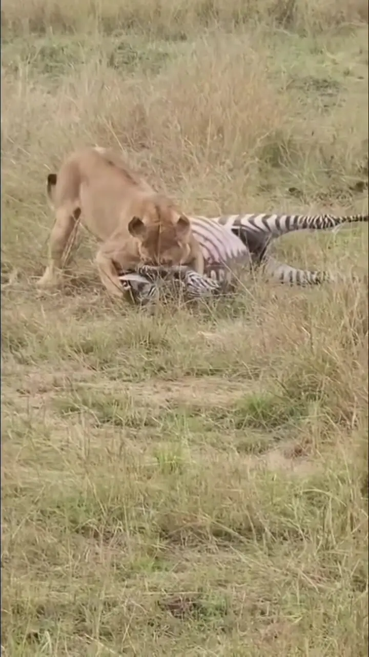 فیلم شکار گورخر توسط شیر ماده