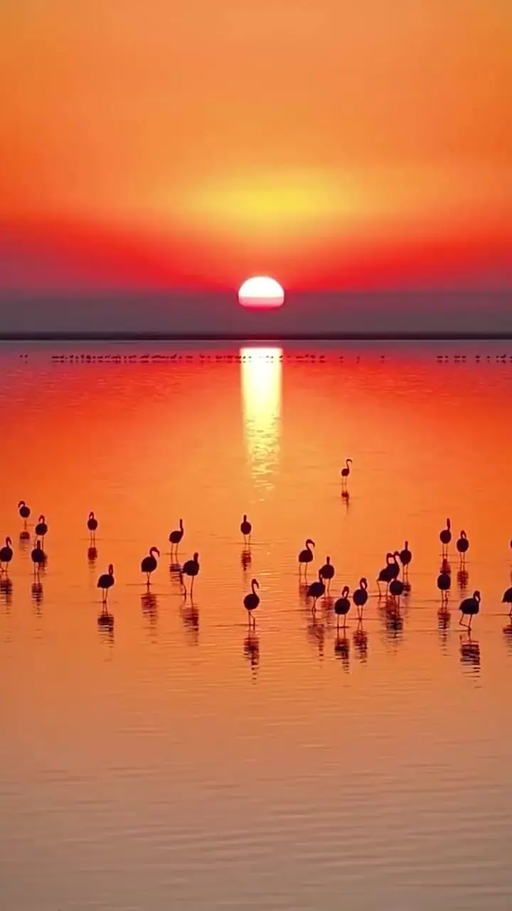 ببینید / مناظر رویایی و زیبا از غروب میانکاله + فیلم