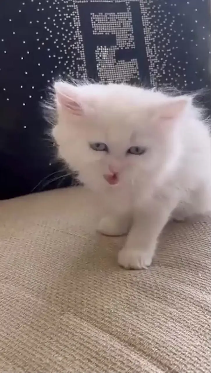 فیلم / اولین رونمایی به چیدمان فوق محشر خانه محمدرضا گلزار و سلیقه جذاب همسر جوانش / رونمایی آقای سوپراستار از ویلای لوکسش در دبی در کنار پدرزنش ...