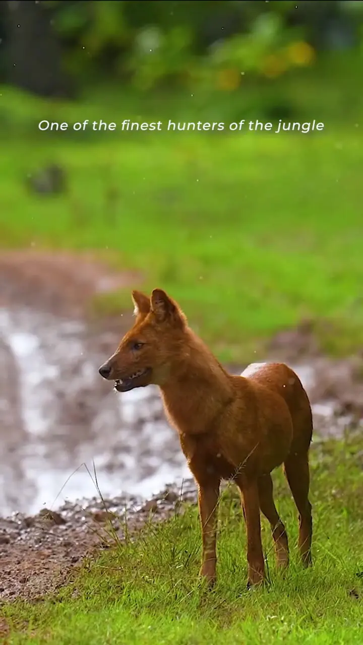 فیلم مشاهده سگ وحشی آسیایی
