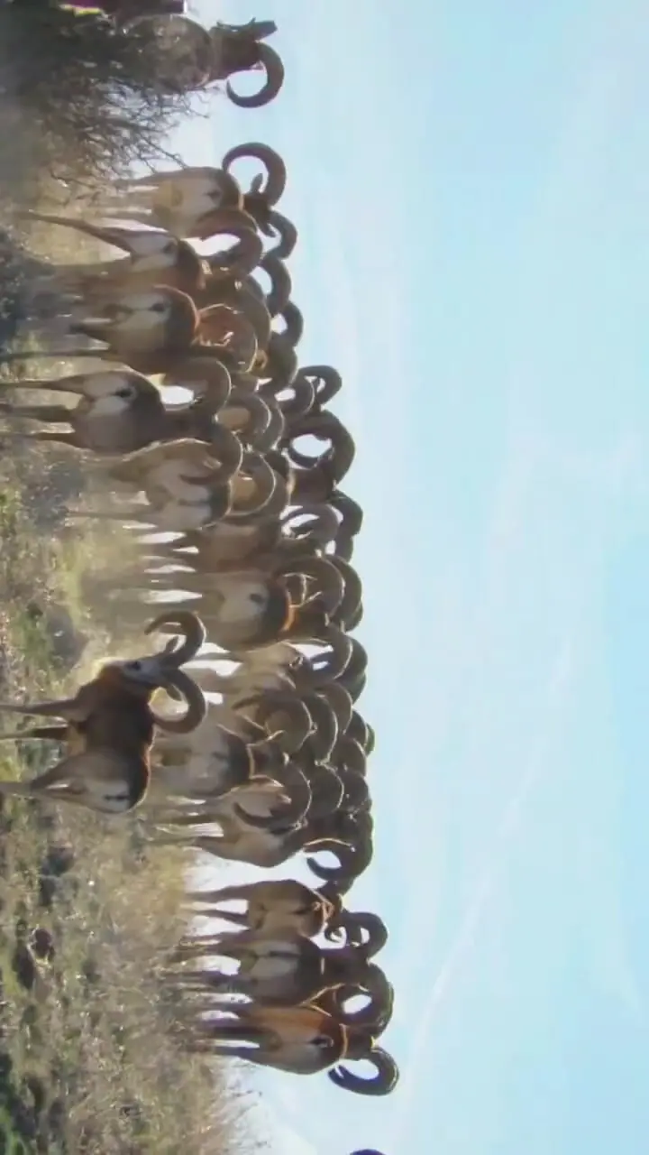 گله قوچ اوریال در پارک ملی گلستان