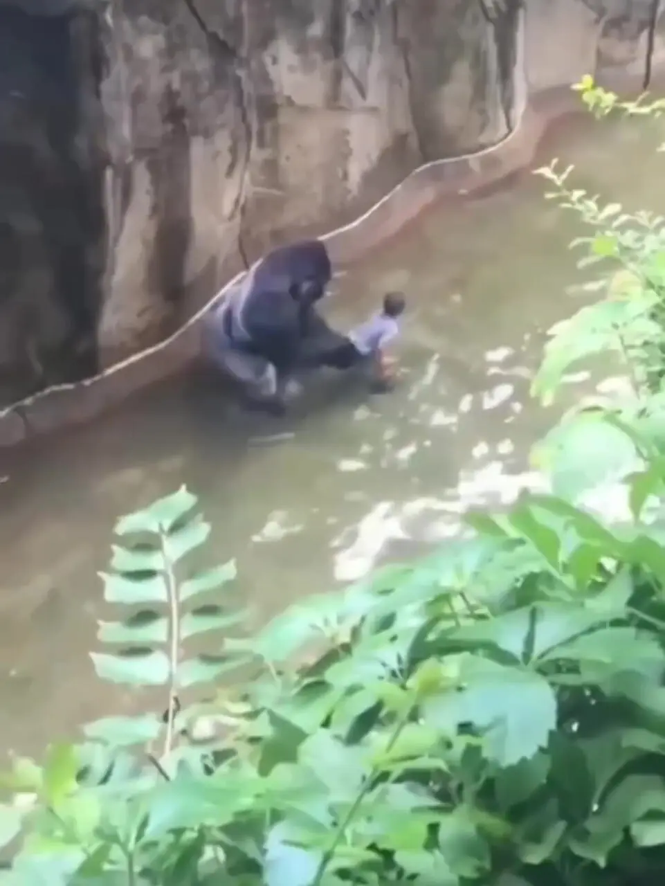 فیلم لحظه دلهره‌آور سقوط کودک در محوطه گوریل‌ها