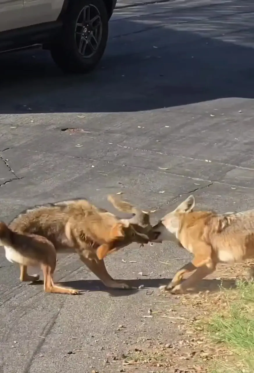 فیلم شکار دلخراش سنجاب توسط کایوت‌های گرسنه