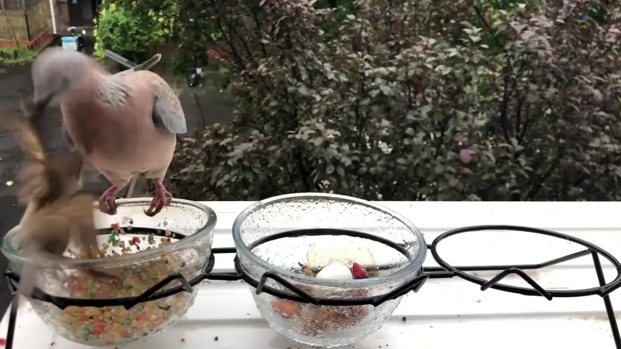 فیلم درگیری جالب یاکریم با گنجشک