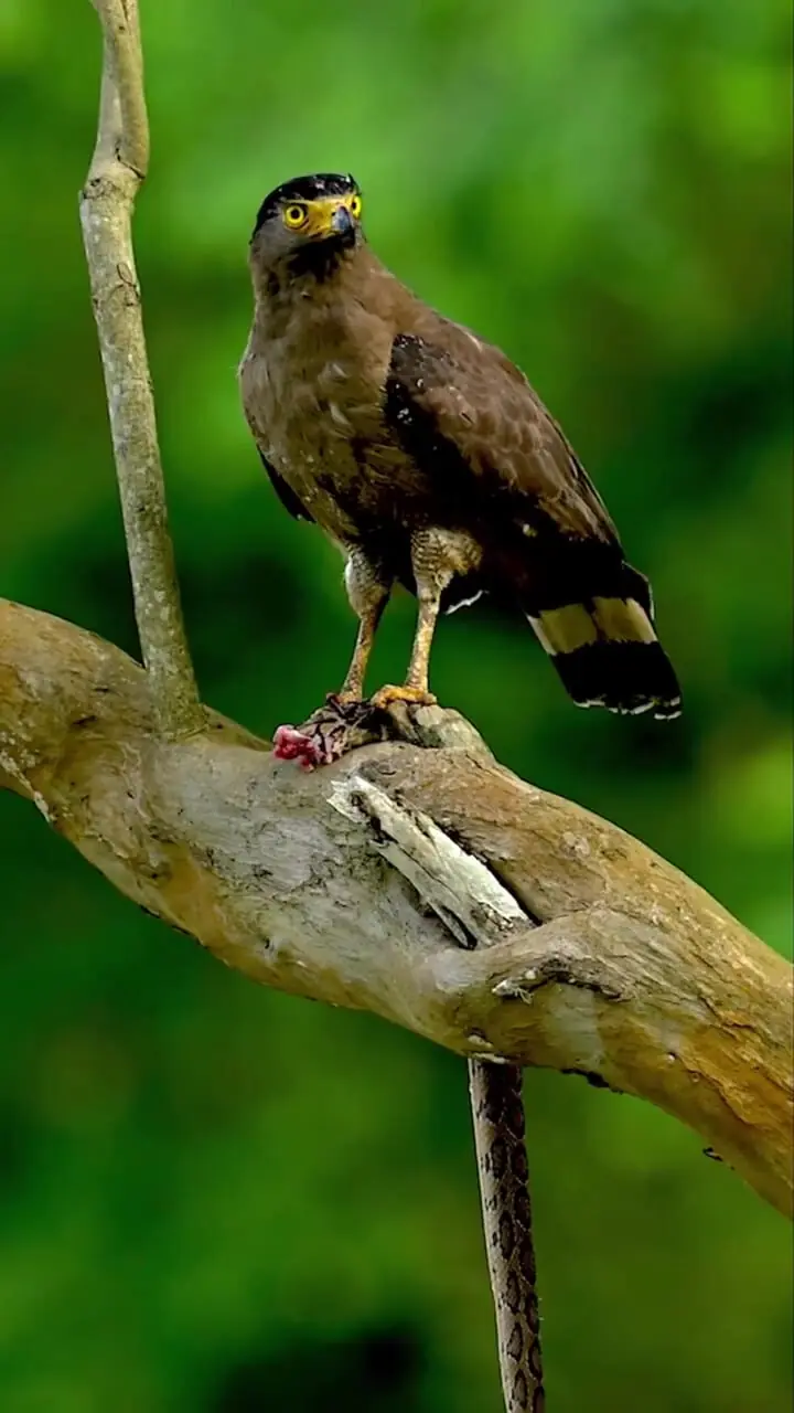 فیلم شاهین در حال شکار مار