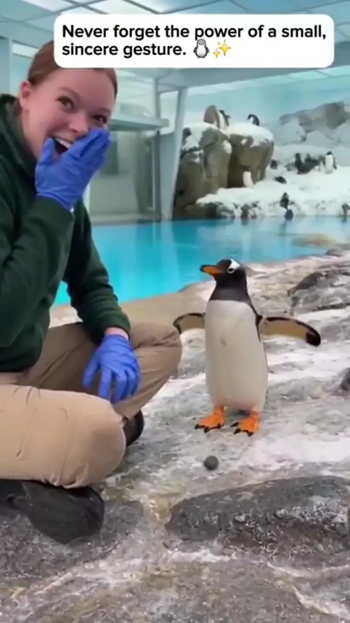 فیلم خواستگاری پنگوئن از یک دختر جوان