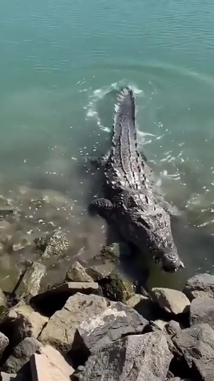 فیلم شکار کبوتر توسط تمساح